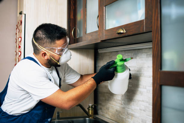 Wasp Removal Services in North Spearfish, SD
